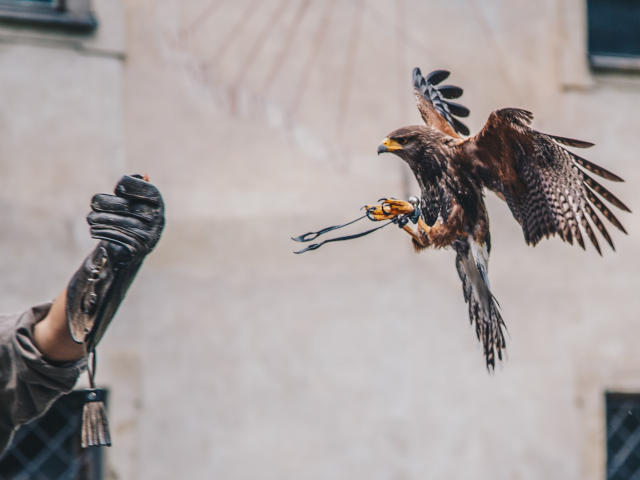 cotswolds falconry